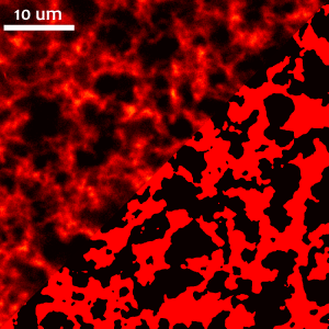 Labeled Polyisocyanopeptide network imaged by confocal microscopy